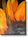 sonnenblume_01.jpg